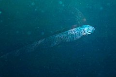 Предвещающего катаклизмы красивого сельдяного короля вынесло на берег