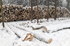 В российском регионе семь человек получили большие сроки за вырубку леса